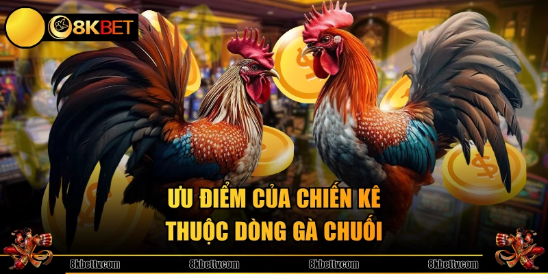 Ưu điểm của chiến kê thuộc dòng gà chuối